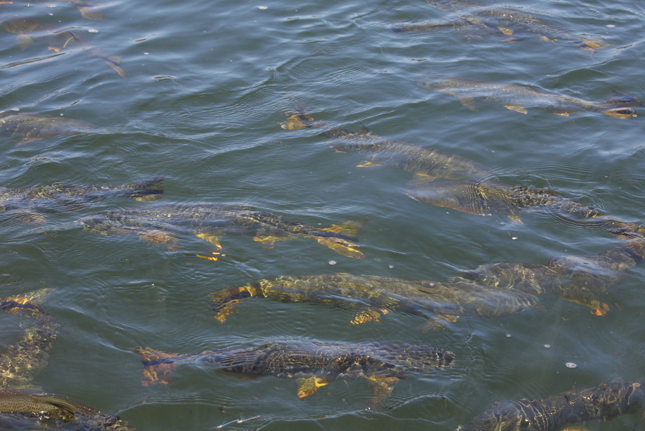 Saltos del Moconá 5