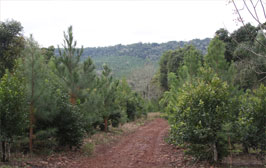 Sustentabilidad y medio ambiente en Cabañas Ysyris