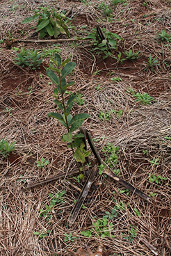 Sustentabilidad y medio ambiente en Cabañas Ysyris