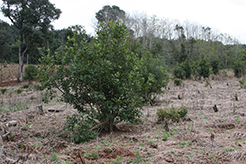 Sustentabilidad y medio ambiente en Cabañas Ysyris